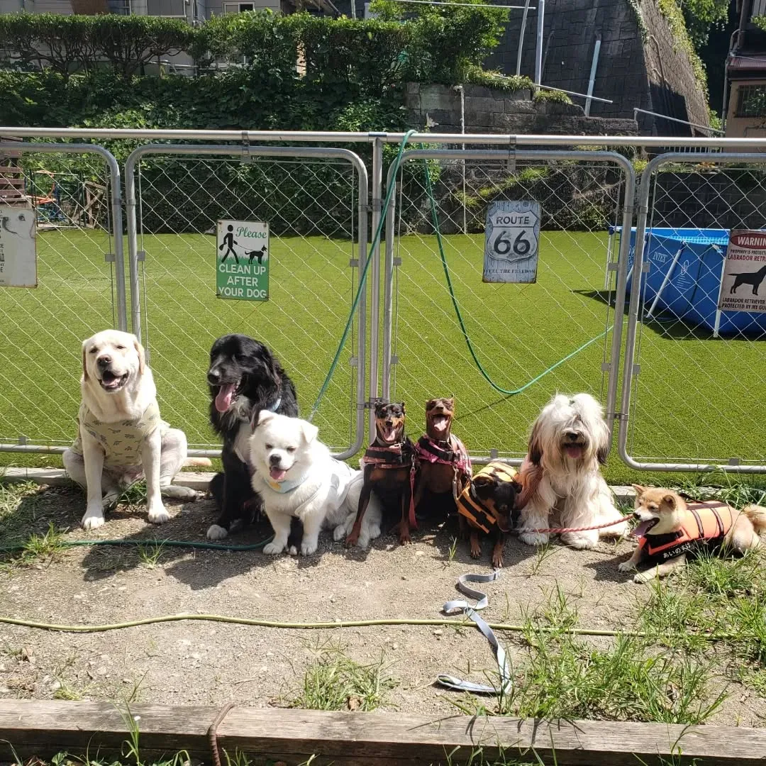 朝からプールとランで遊ぶわんこさん♥️