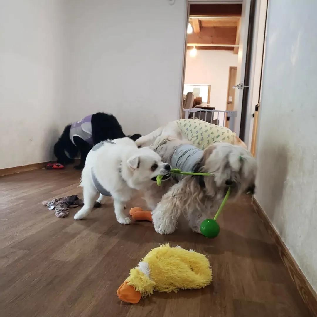 午前中はお部屋で遊ぶわんこさん♥️