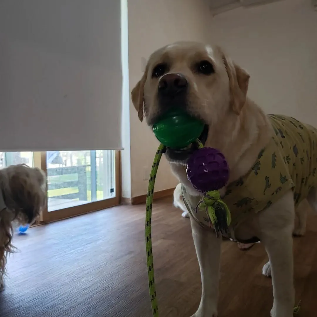 午前中はお部屋で遊ぶわんこさん♥️