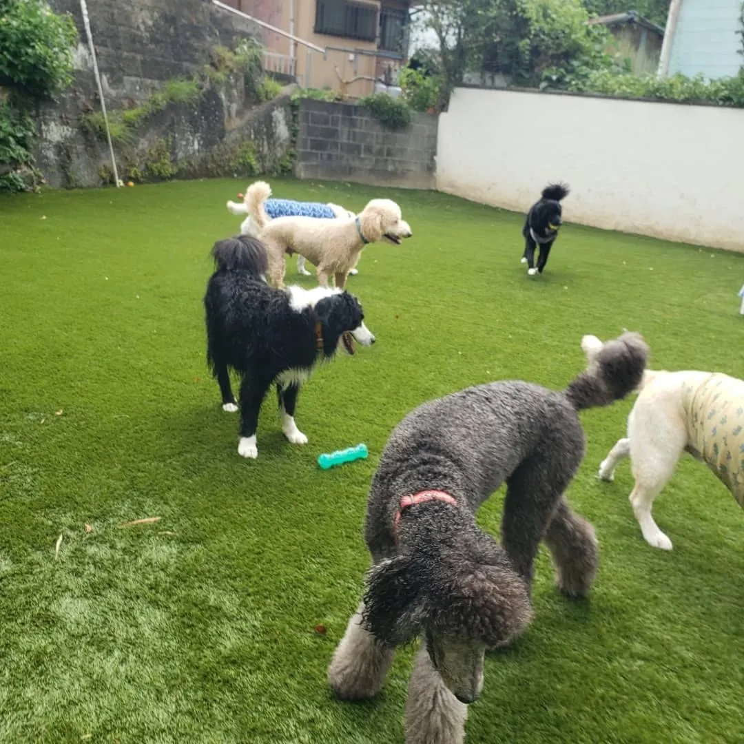 たくさんのわんこさんがきてくれました😊