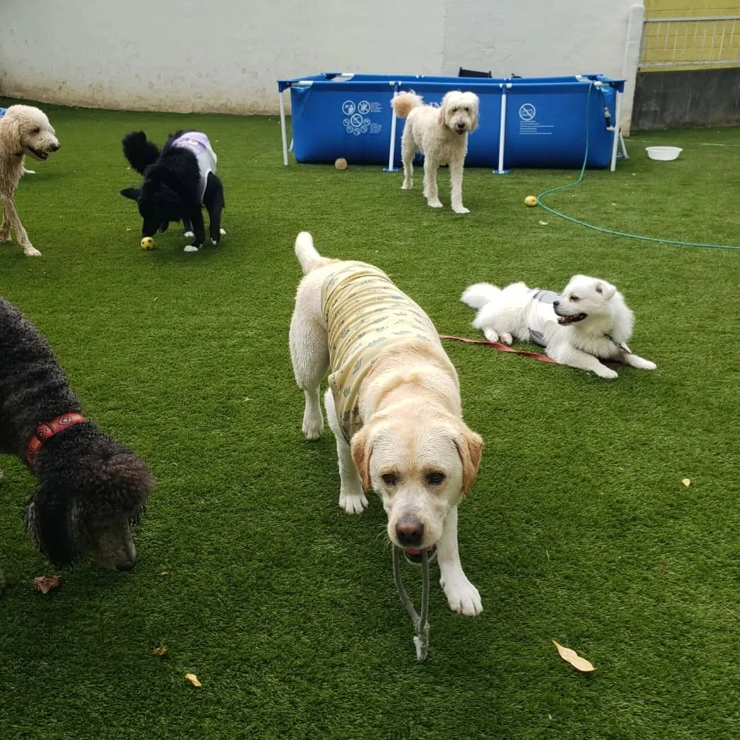 たくさんのわんこさんがきてくれました😊