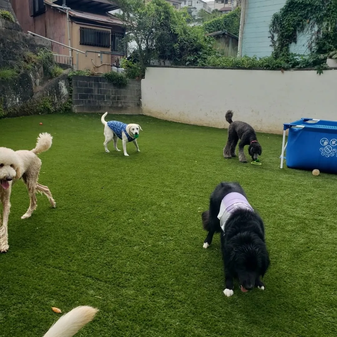 たくさんのわんこさんがきてくれました😊