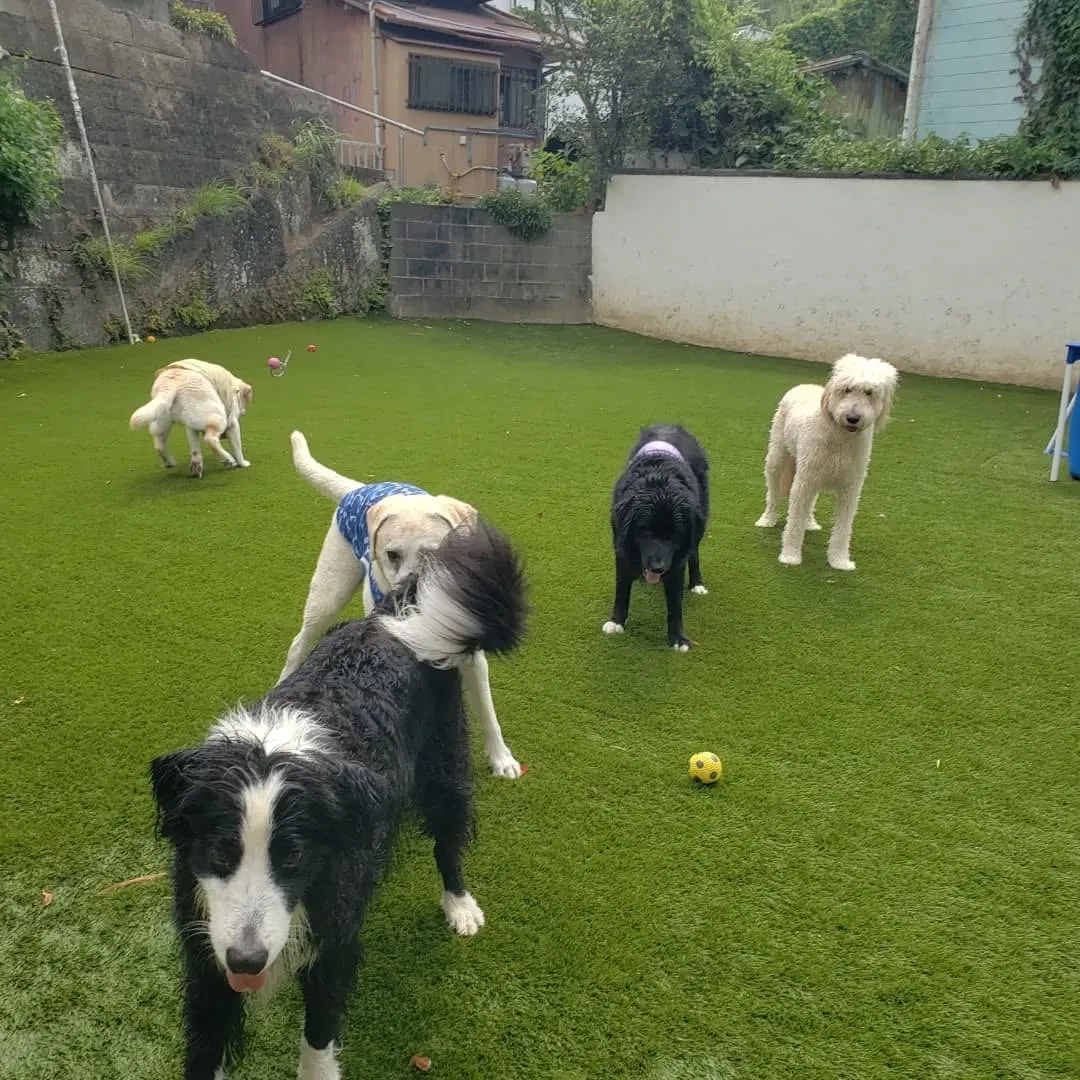 たくさんのわんこさんがきてくれました😊