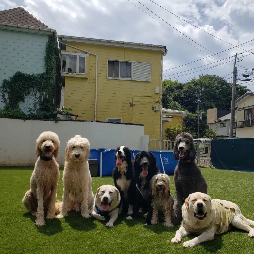 楽しく遊んだわんこさん♥️