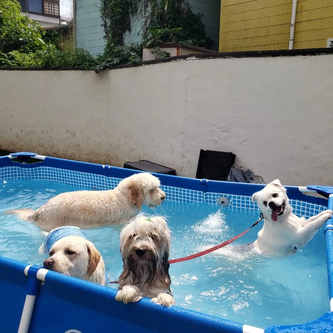朝はプールとランでお水遊び🎵