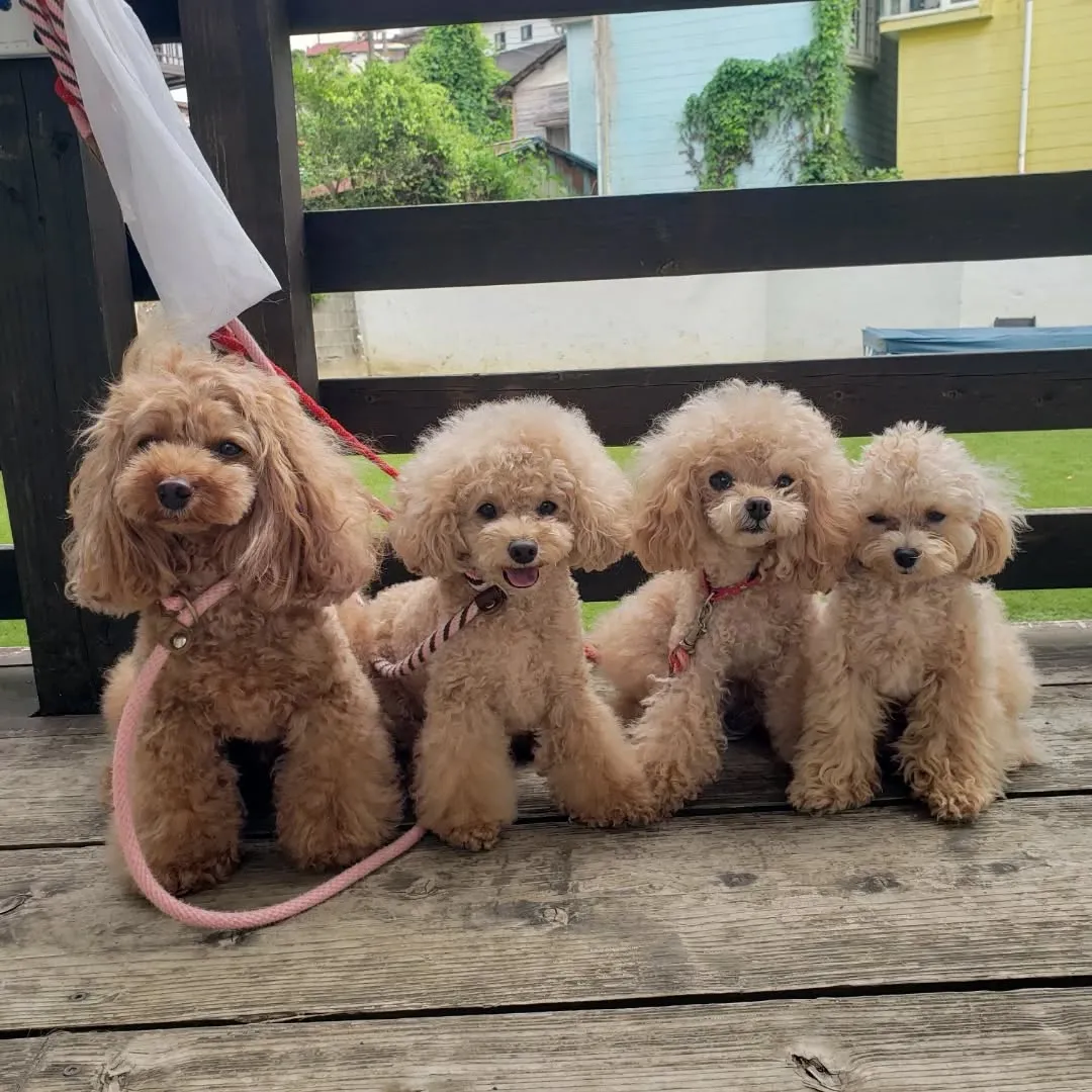 プードルファミリー登場♥️