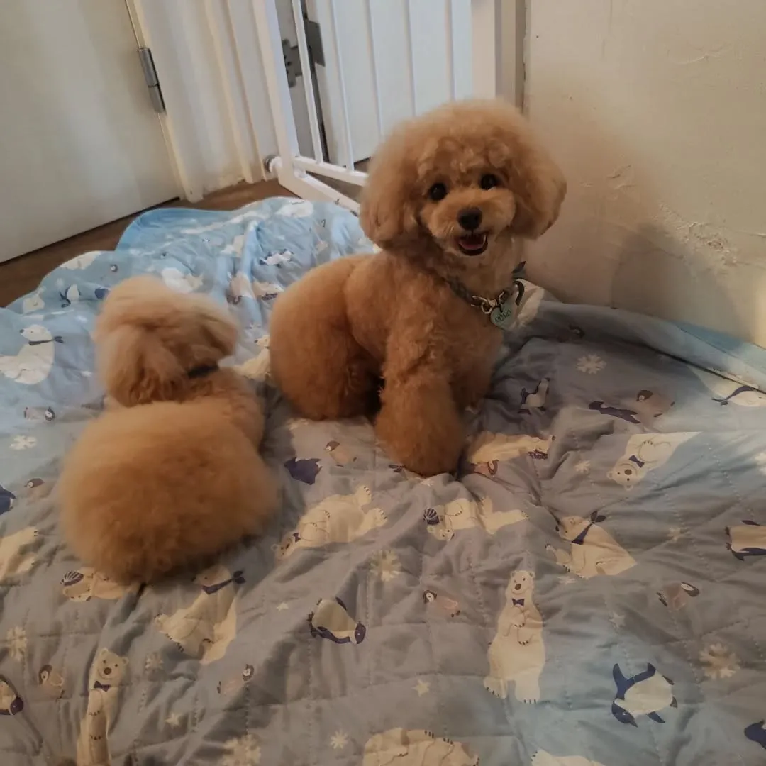 1泊のお泊まりのプードルファミリー♥️