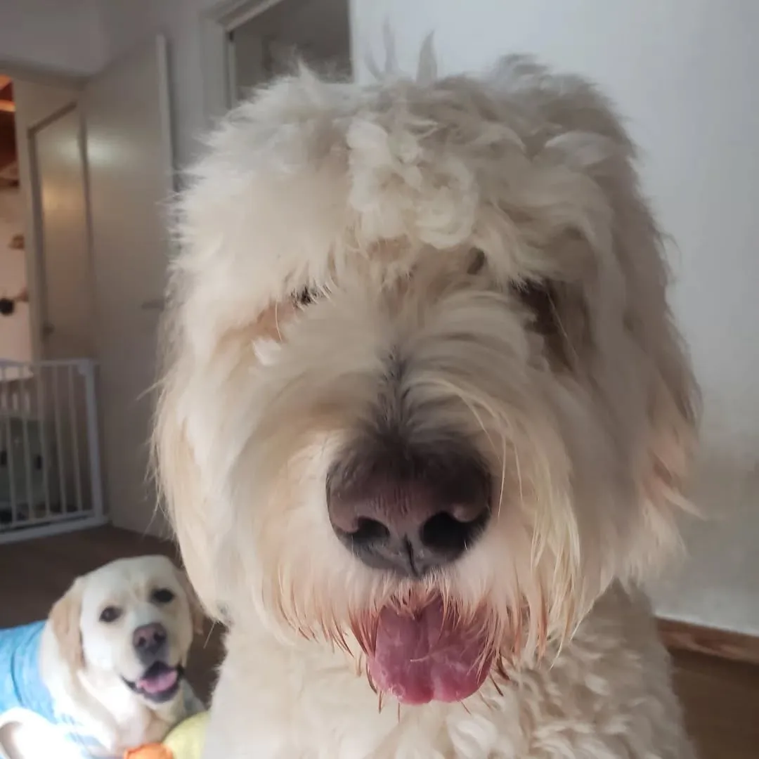 1泊のお泊まりのプードルファミリー♥️