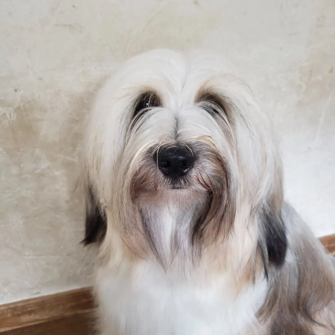 ロデイの披毛はずいぶん伸びました。