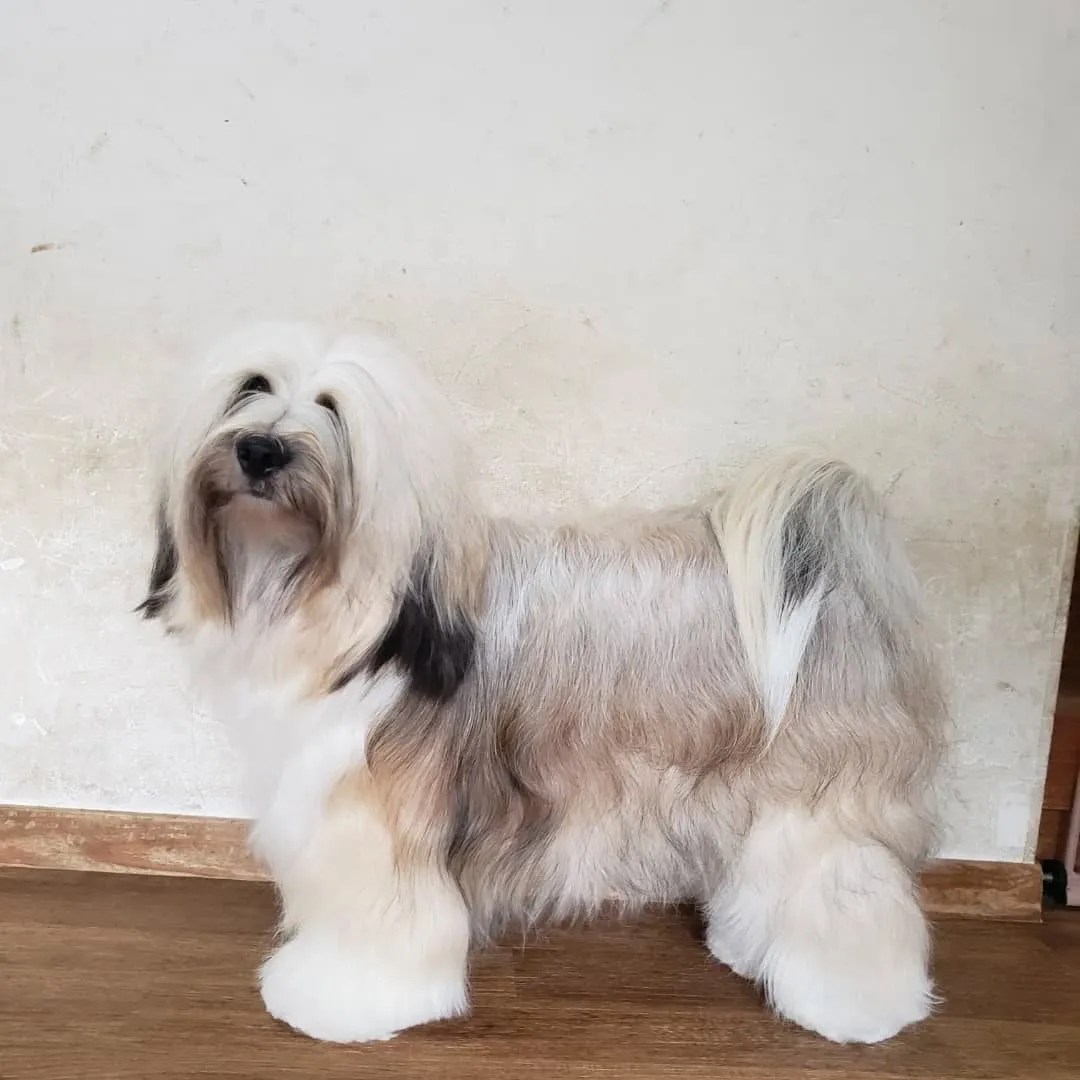 ロデイの披毛はずいぶん伸びました。