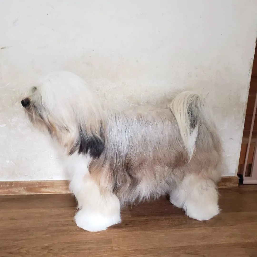 ロデイの披毛はずいぶん伸びました。