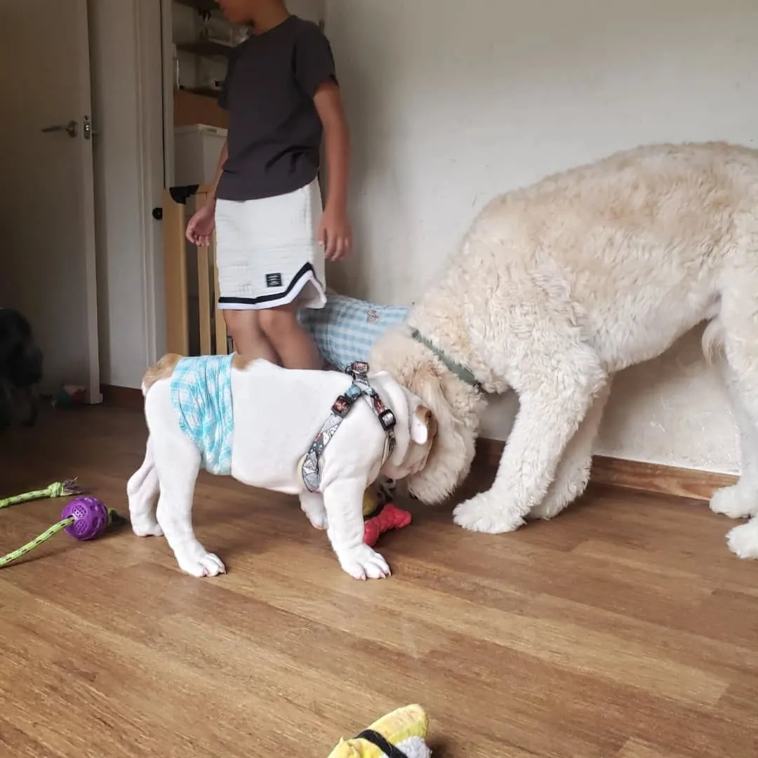 3ヶ月のパピー、ブルドッグのロッキー君♥️