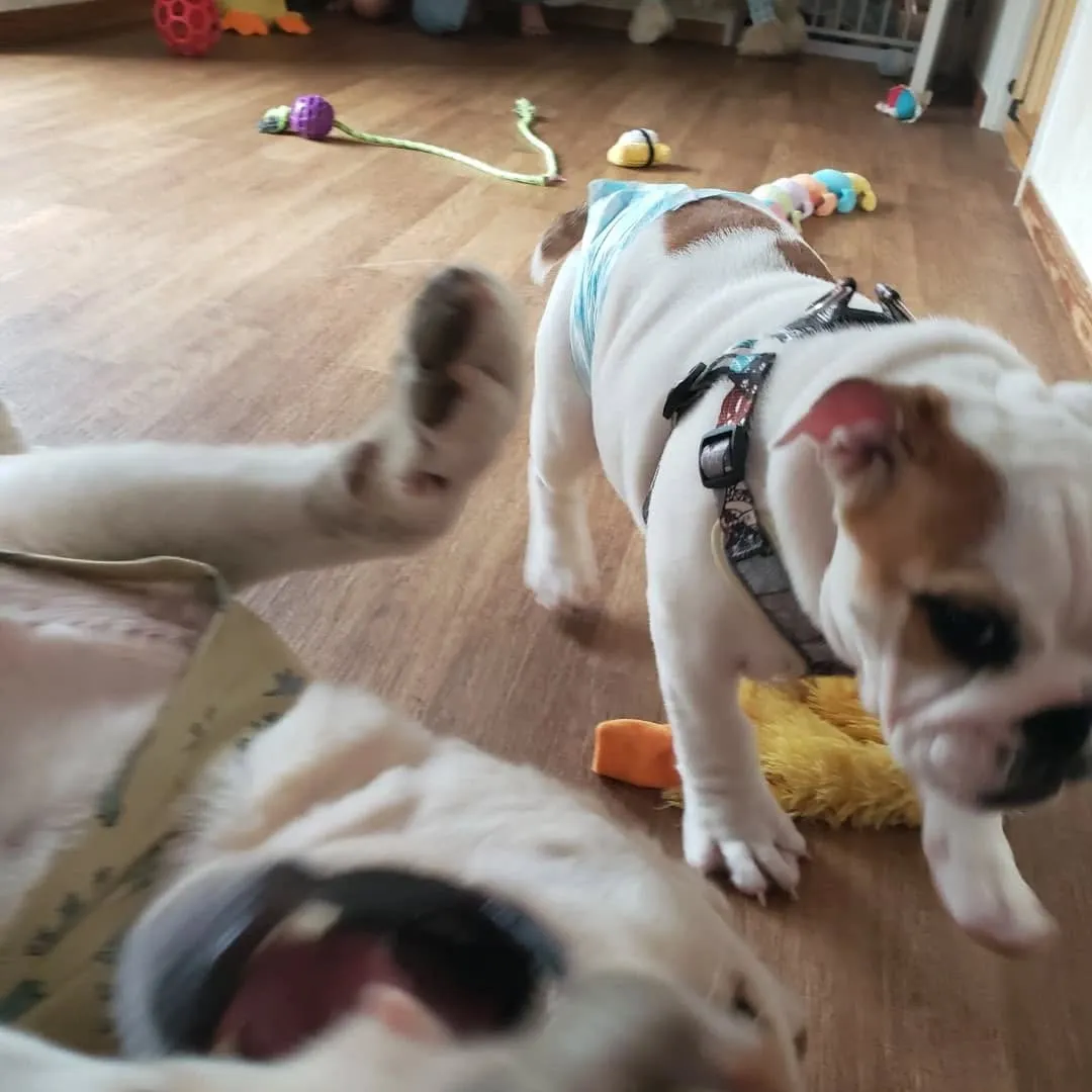 3ヶ月のパピー、ブルドッグのロッキー君♥️