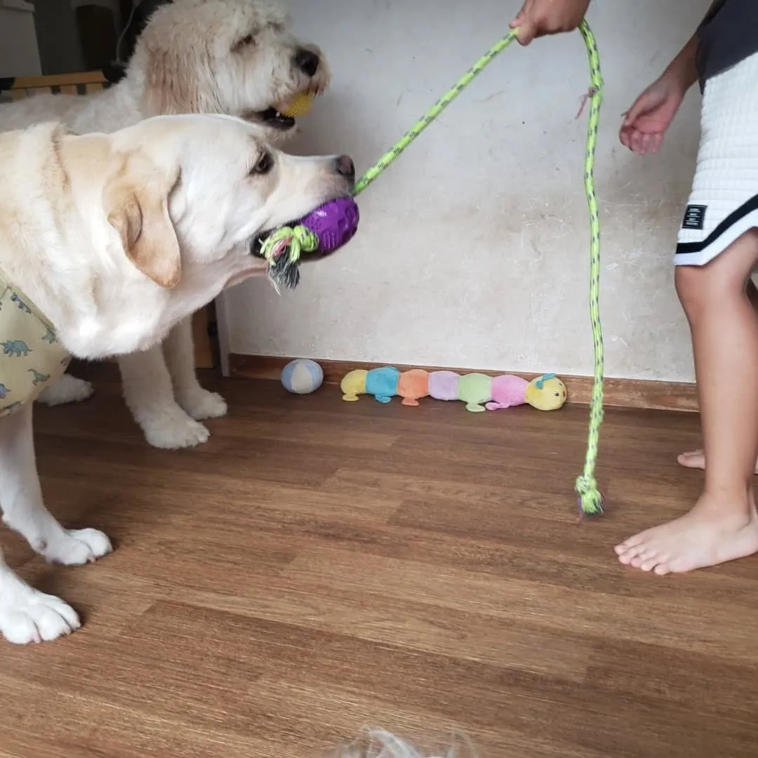 3ヶ月のパピー、ブルドッグのロッキー君♥️
