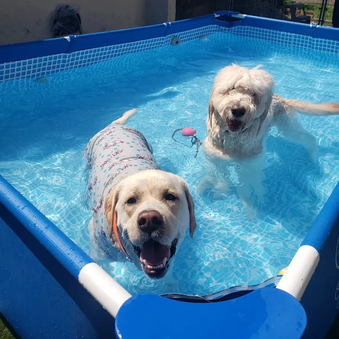 暑い夏をエンジョイするわんこさん♥️