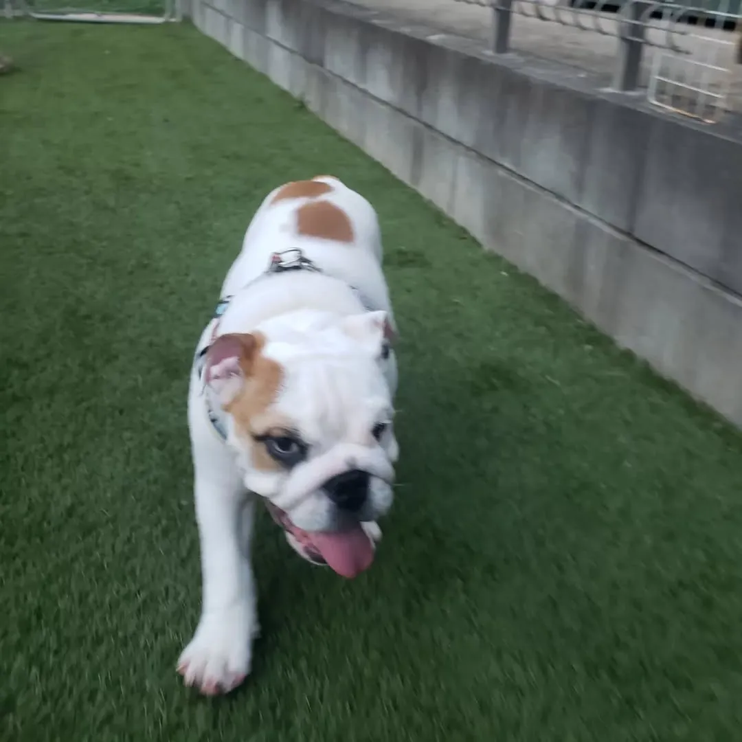 1泊のホームステイのロッキー君♥️