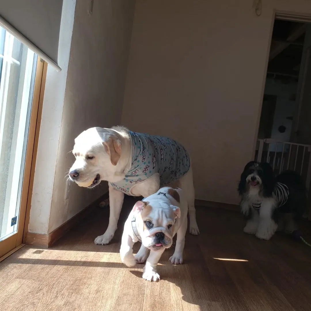 お部屋で遊ぶわんこさん♥️