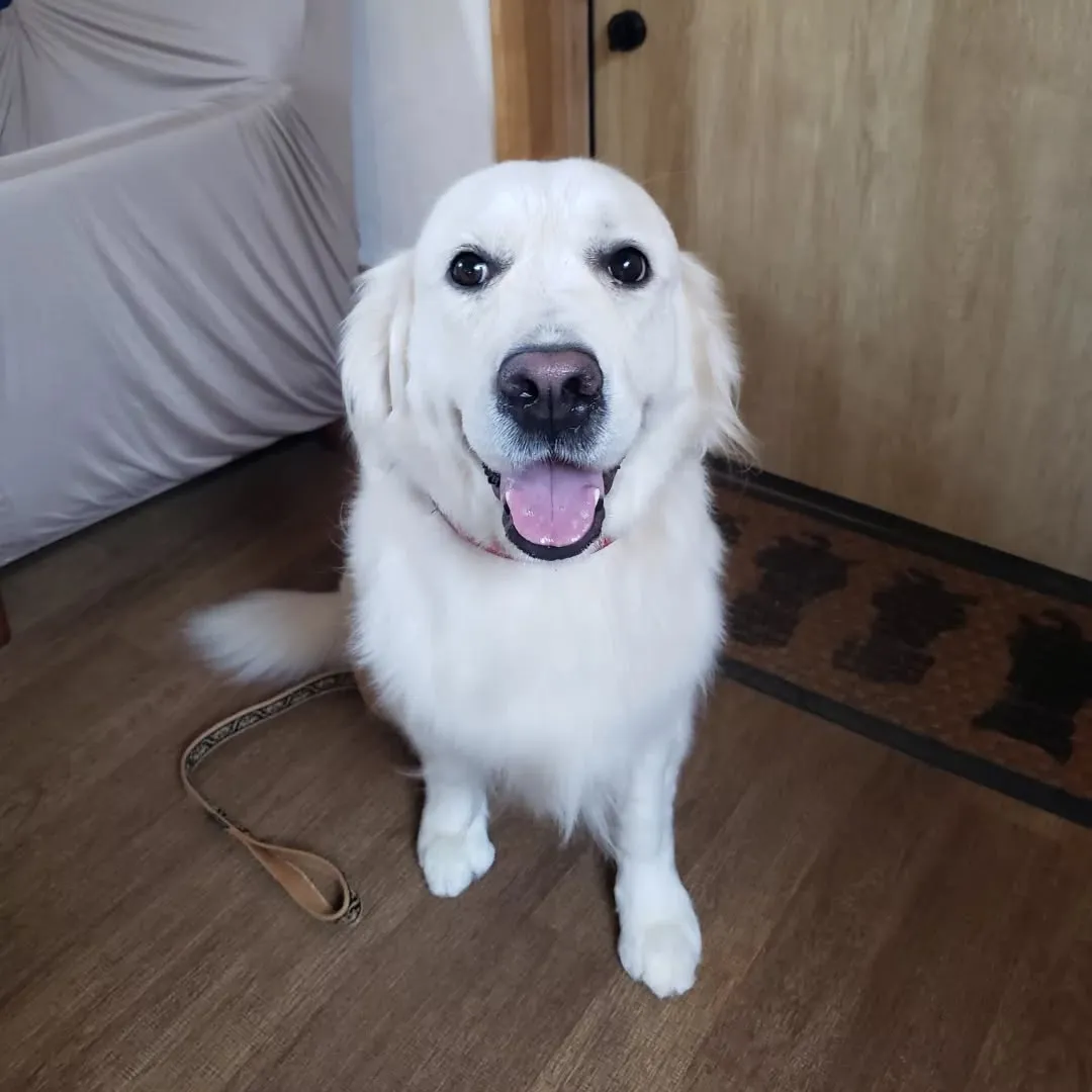 プールに入ったりランで遊んだり楽しむわんこさん💓