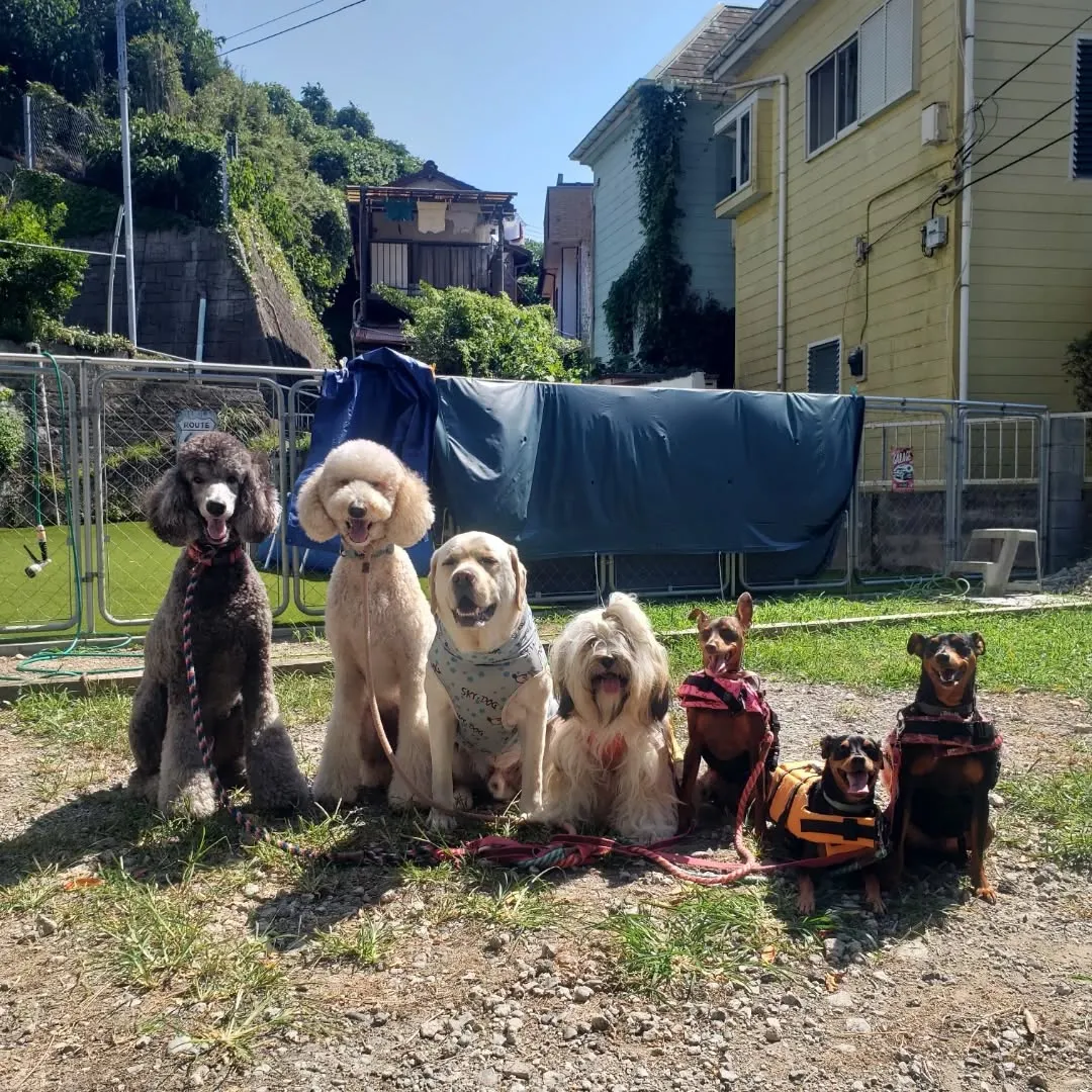 朝はプールに入ってランで遊んだわんこさん♥️