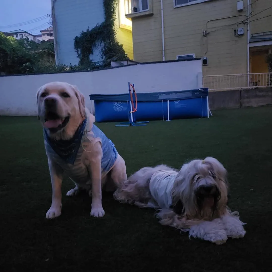 夕方わんこさんの送迎に行った後、お散歩行ってランで遊んだ2ぴ...