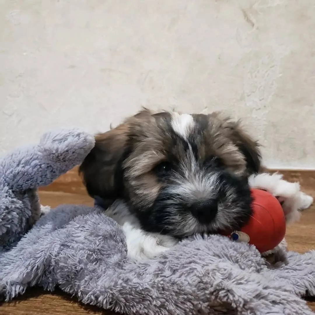 夕方わんこさんの送迎に行った後、お散歩行ってランで遊んだ2ぴ...