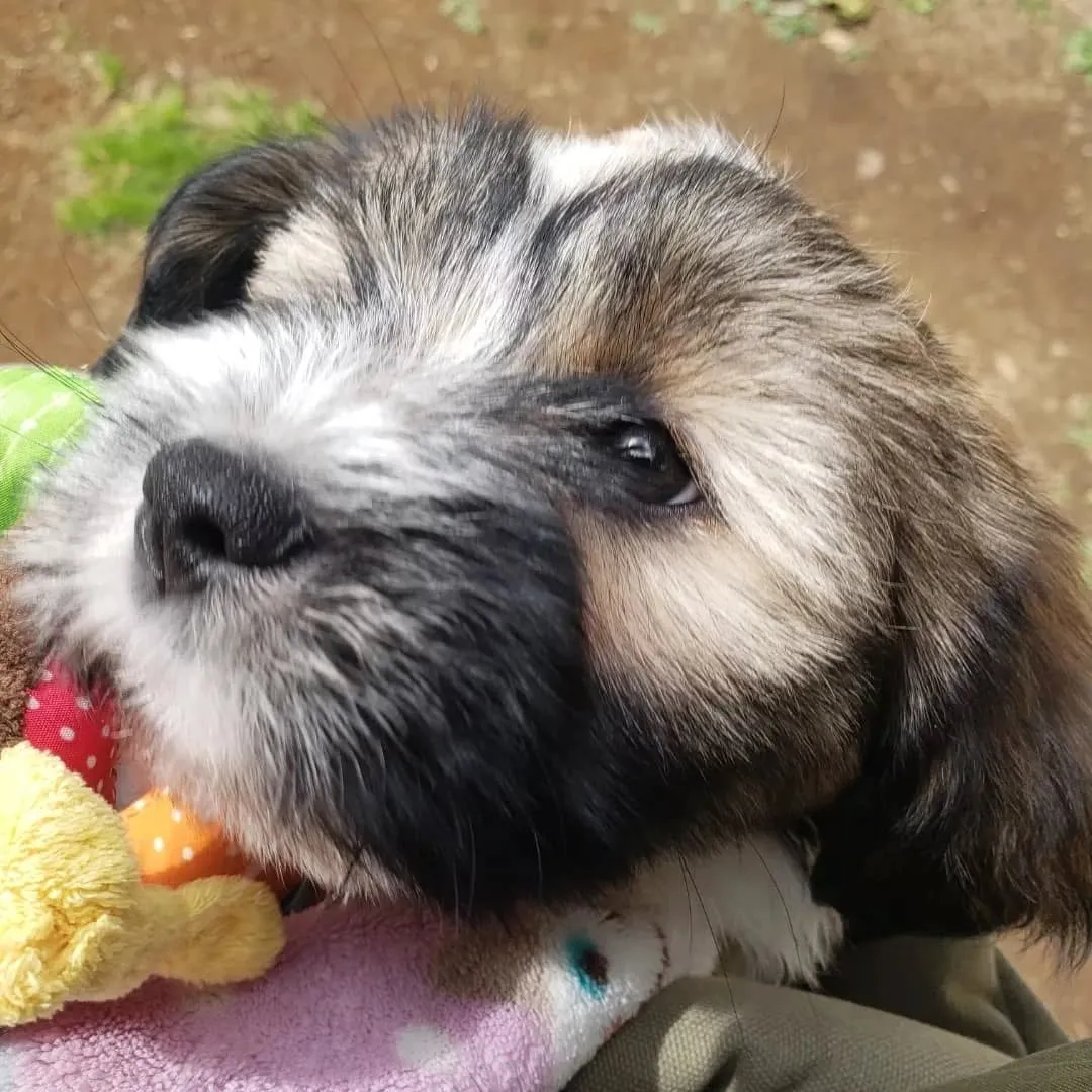 夕方わんこさんの送迎に行った後、お散歩行ってランで遊んだ2ぴ...