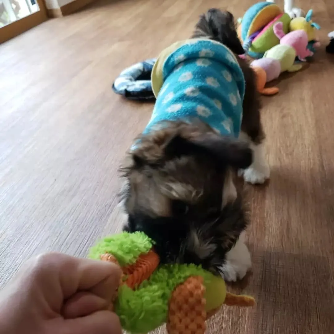 夕方わんこさんの送迎に行った後、お散歩行ってランで遊んだ2ぴ...