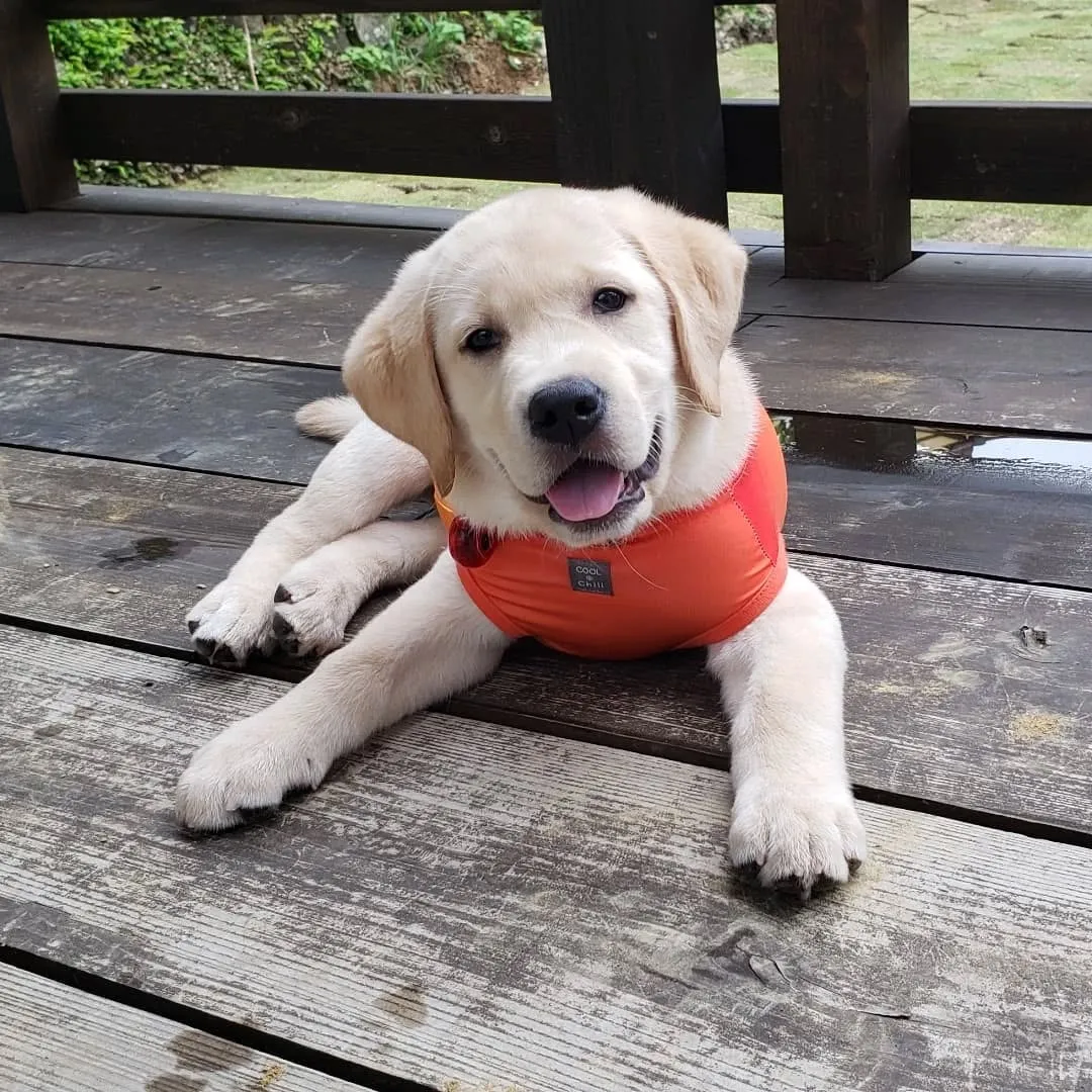 夕方わんこさんの送迎に行った後、お散歩行ってランで遊んだ2ぴ...