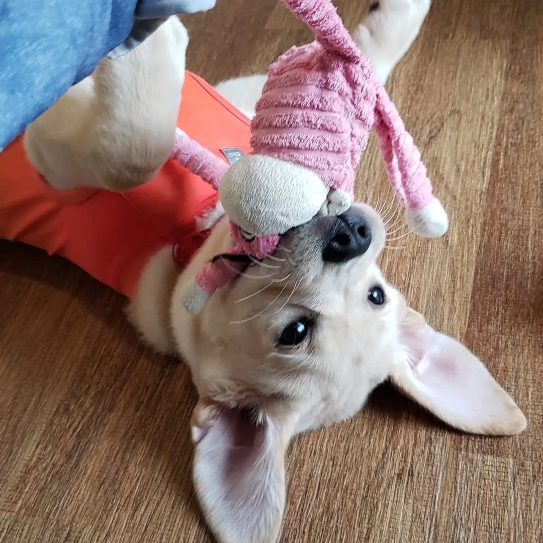 夕方わんこさんの送迎に行った後、お散歩行ってランで遊んだ2ぴ...