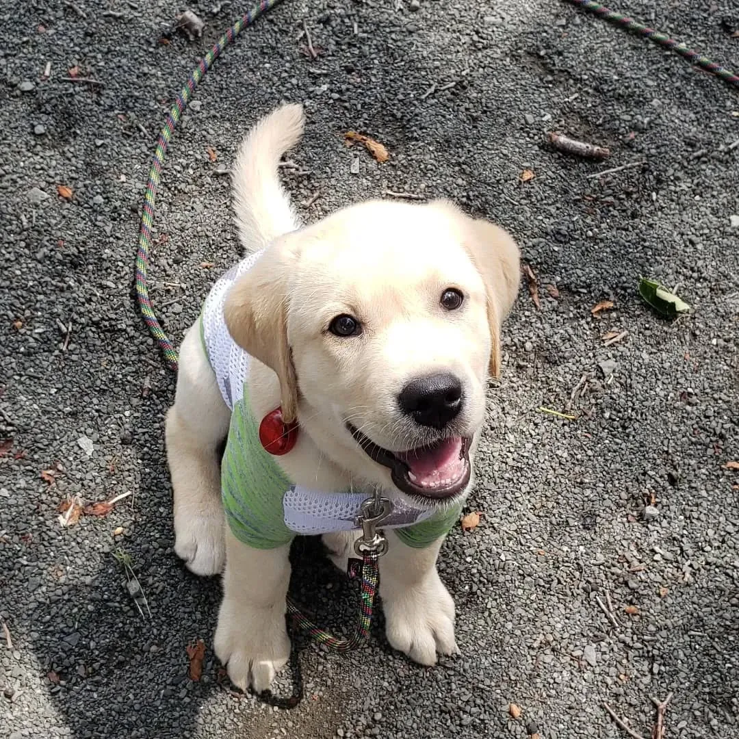 夕方わんこさんの送迎に行った後、お散歩行ってランで遊んだ2ぴ...