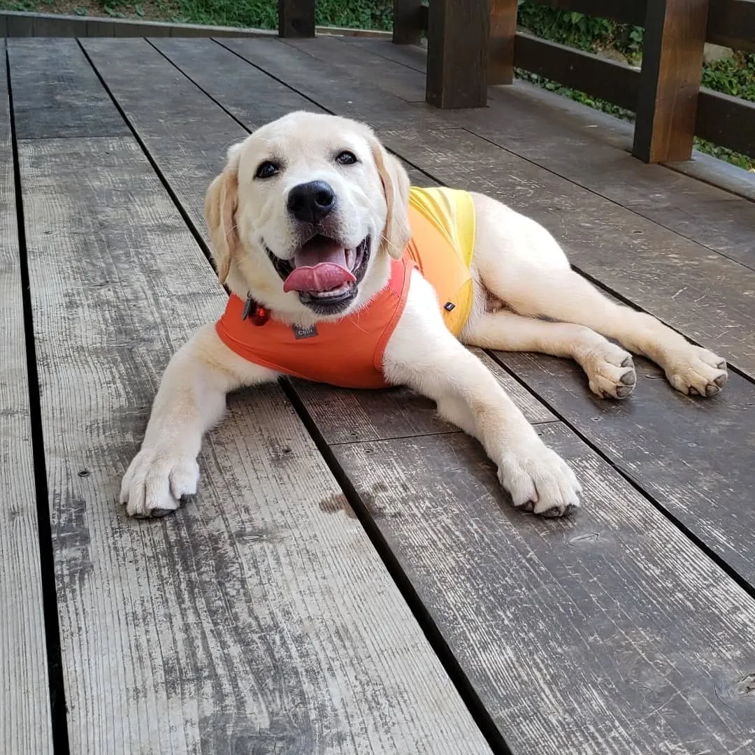 夕方わんこさんの送迎に行った後、お散歩行ってランで遊んだ2ぴ...