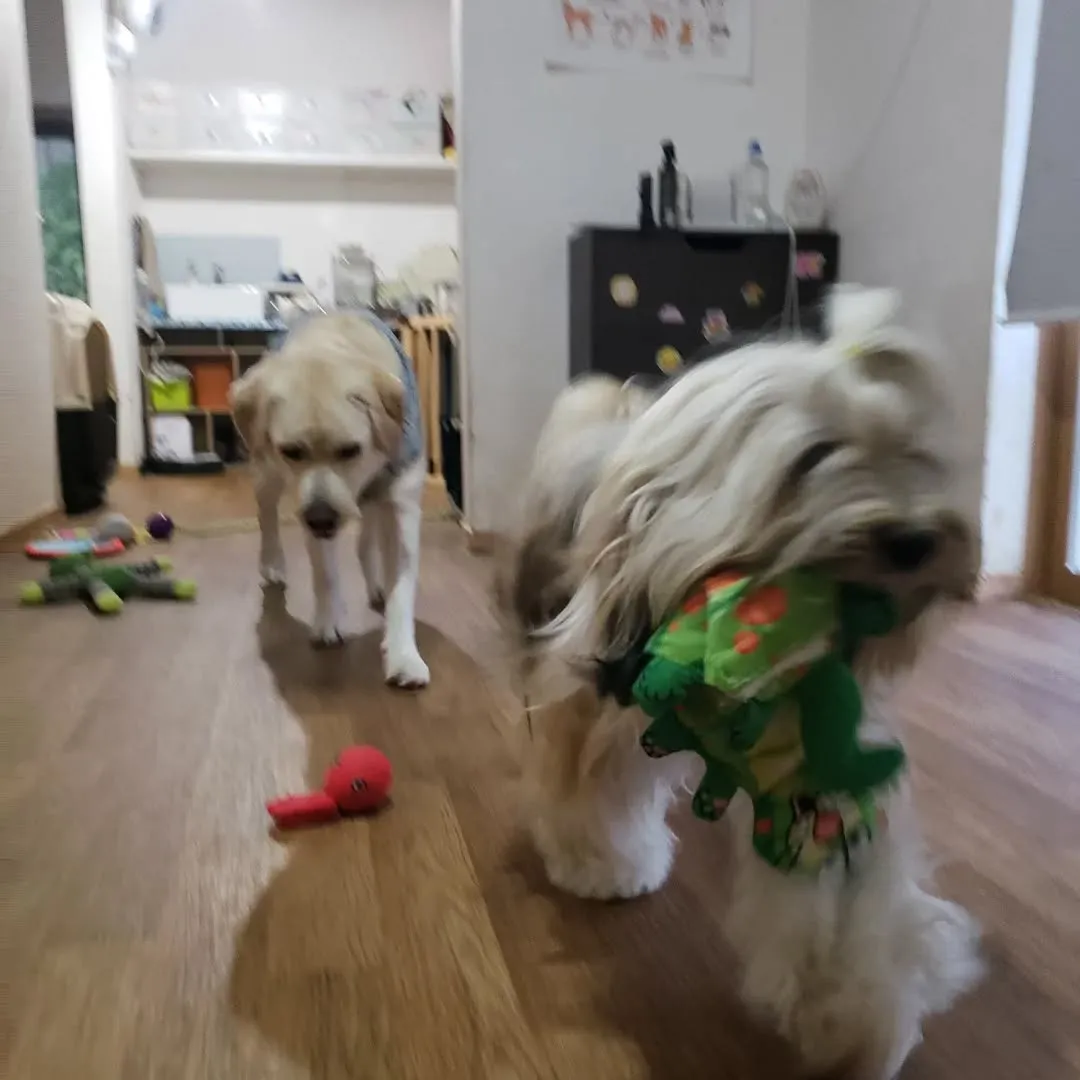 まーちゃんは午前中病院で予防接種。