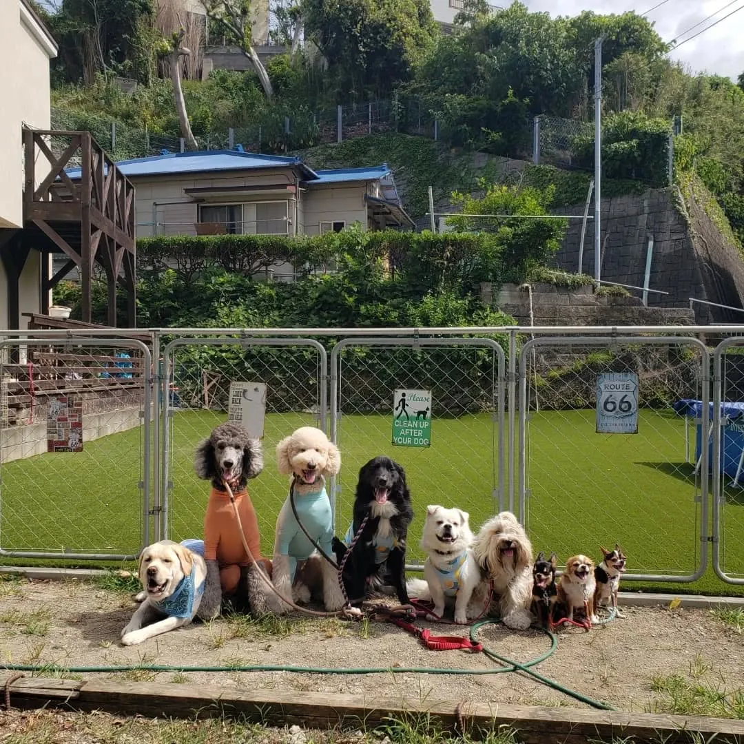 たくさんのわんこさんが来てくれました😊