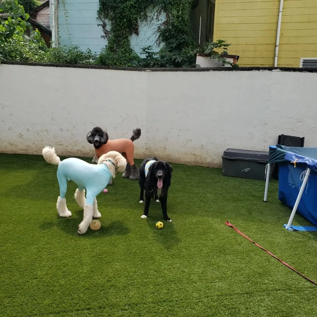 たくさんのわんこさんが来てくれました😊