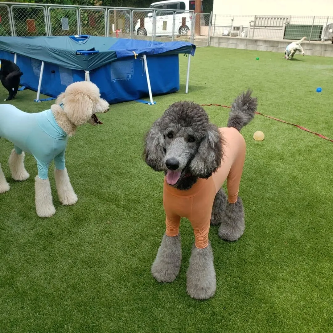 たくさんのわんこさんが来てくれました😊