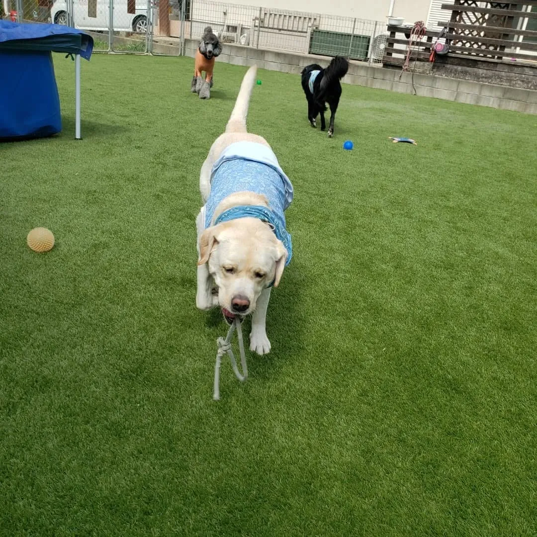 たくさんのわんこさんが来てくれました😊