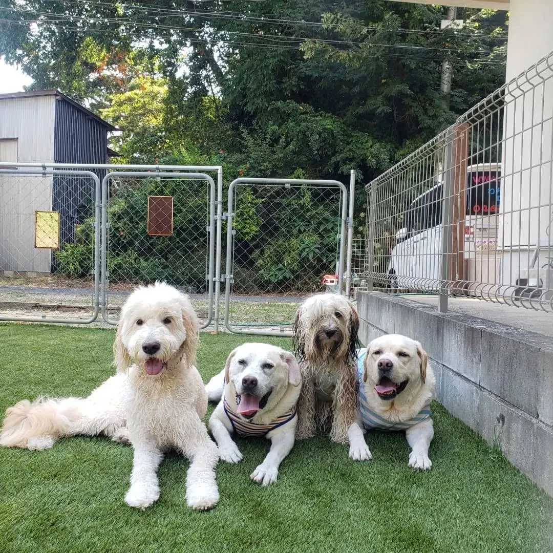 楽しく遊んだわんこさん♥️