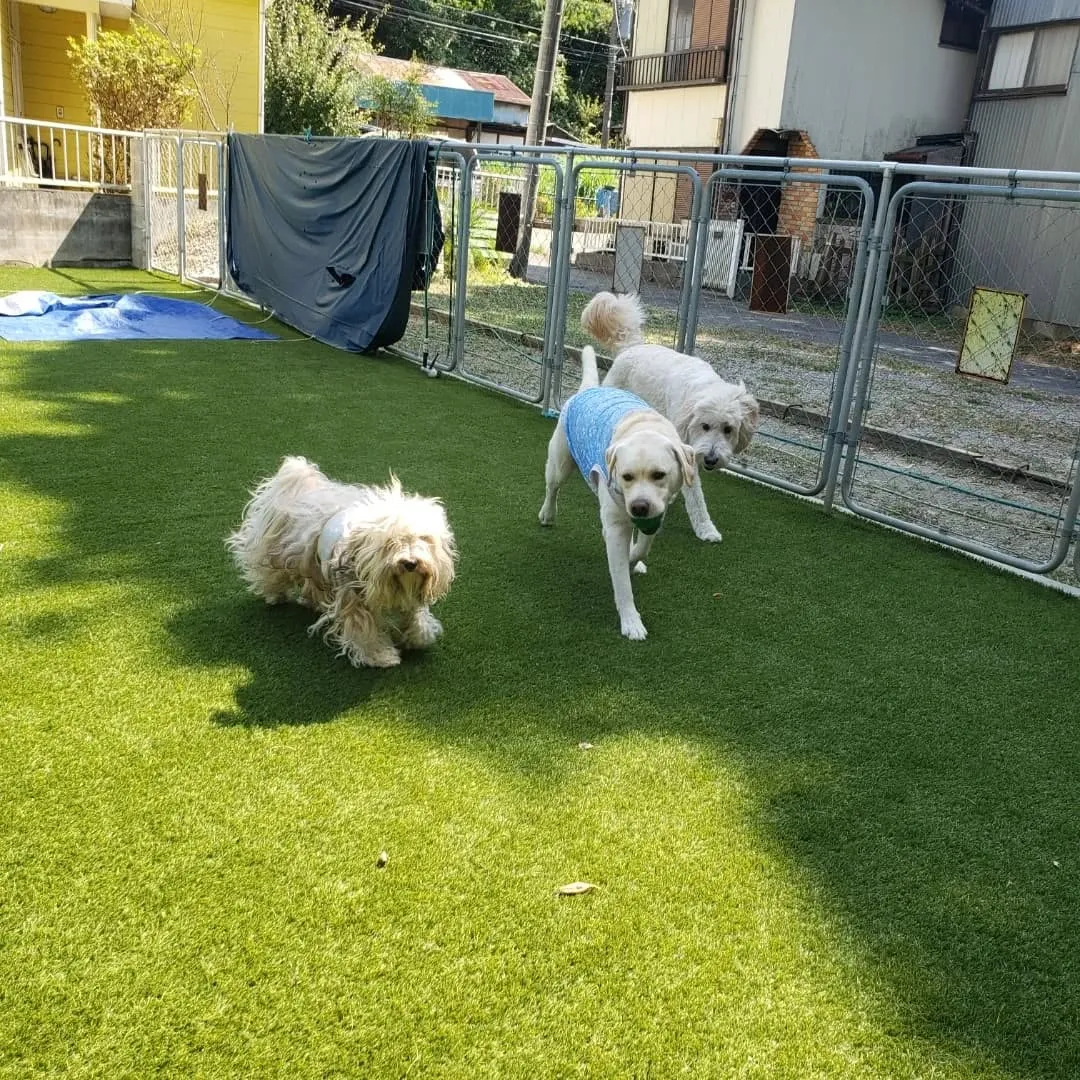 楽しく遊んだわんこさん♥️