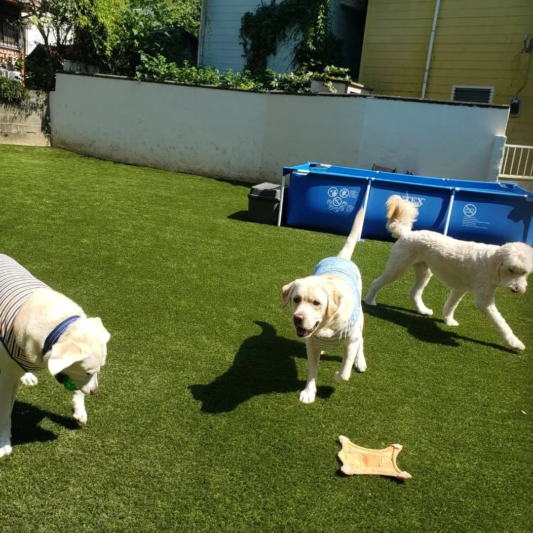 楽しく遊んだわんこさん♥️