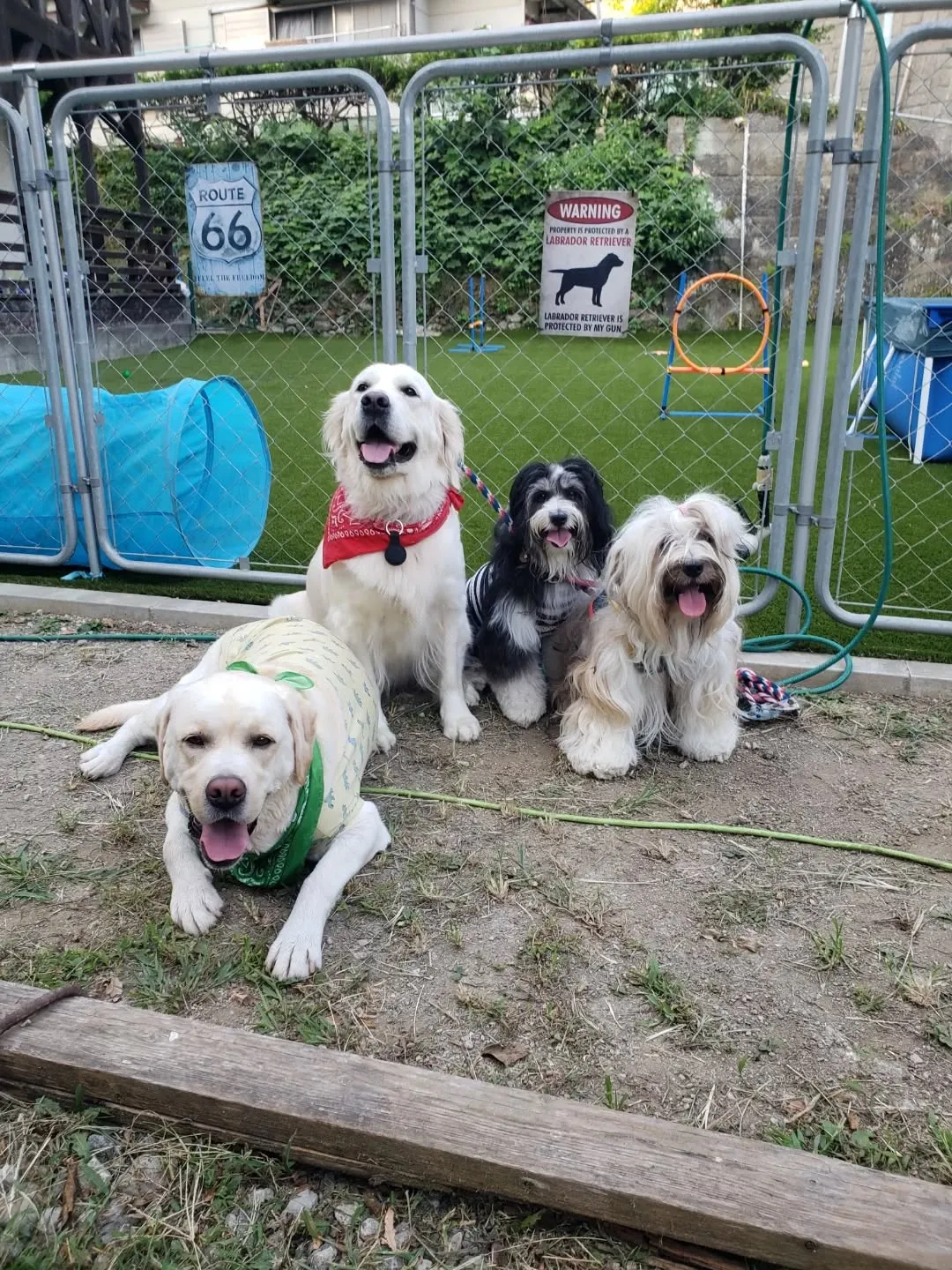 楽しく遊んだわんこさん♥️