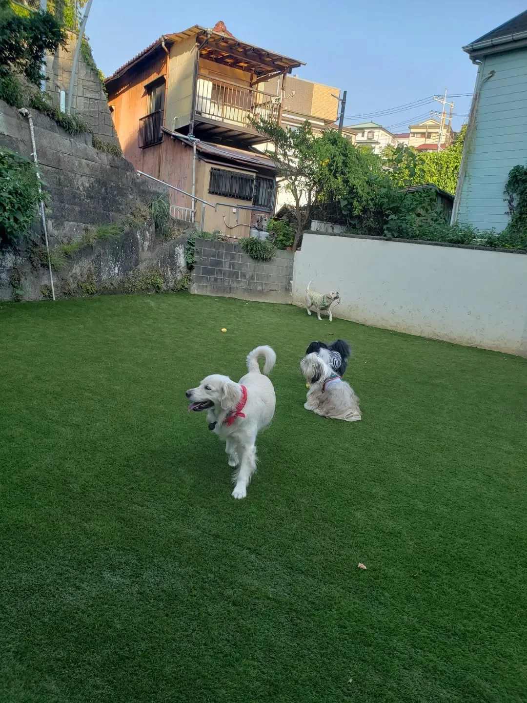 楽しく遊んだわんこさん♥️