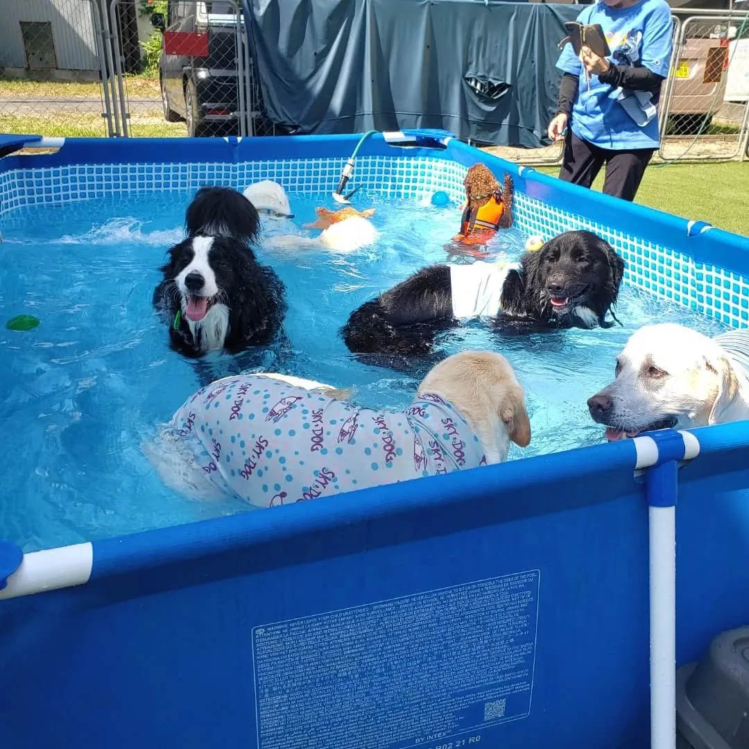今回のわんこ会は暑いのでプールでお水遊びしながらランで遊びま...