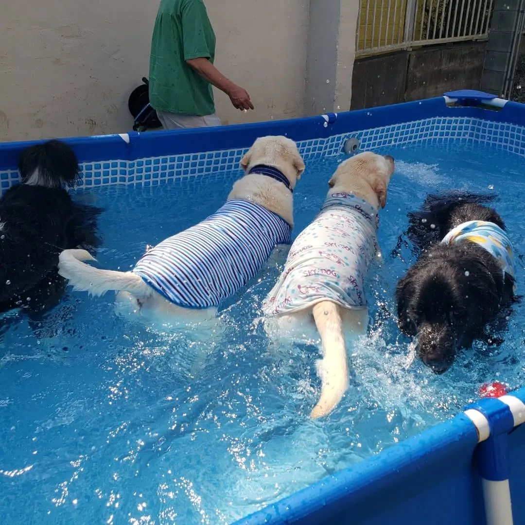 今回のわんこ会は暑いのでプールでお水遊びしながらランで遊びま...