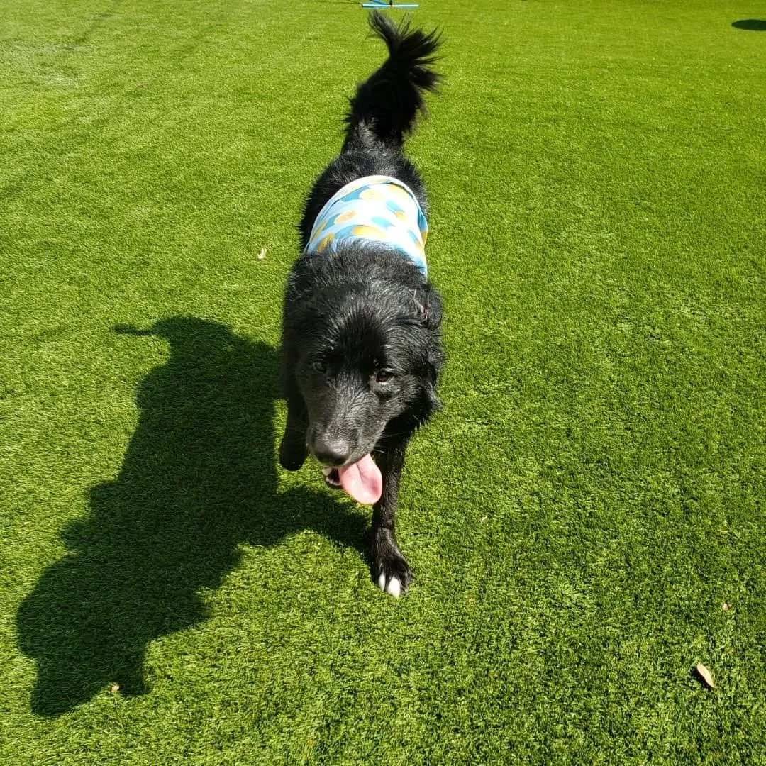 今回のわんこ会は暑いのでプールでお水遊びしながらランで遊びま...