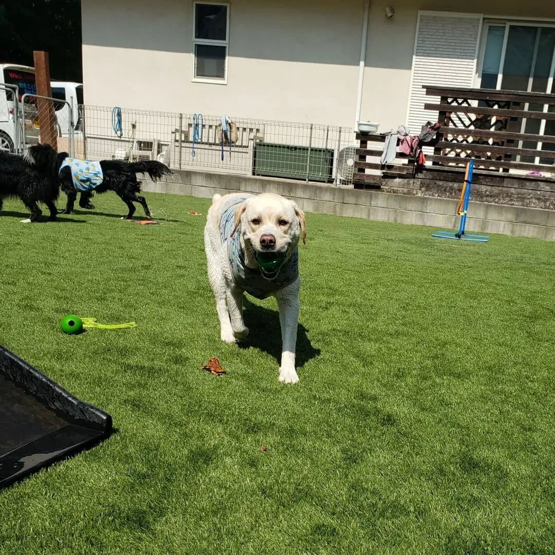 今回のわんこ会は暑いのでプールでお水遊びしながらランで遊びま...