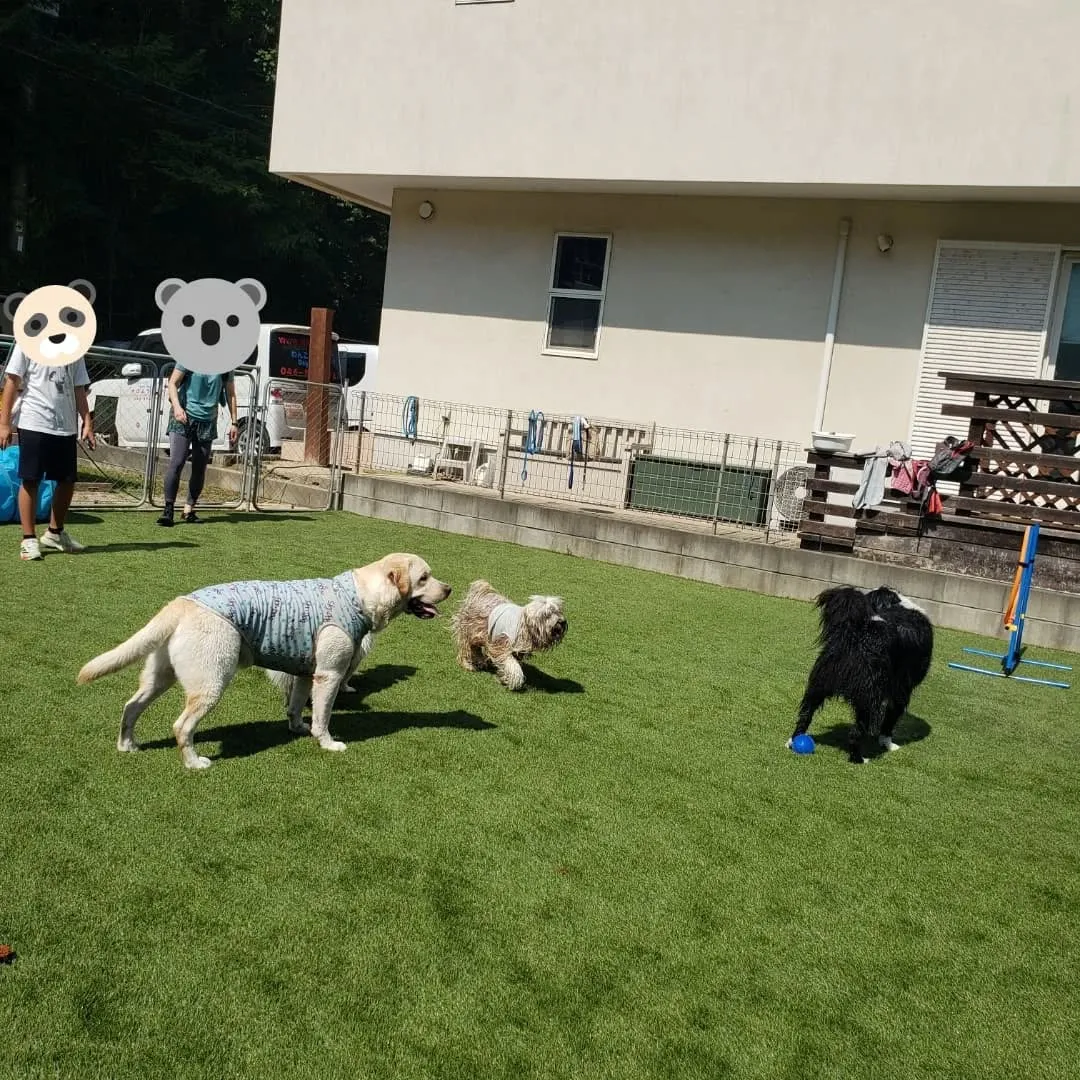 今回のわんこ会は暑いのでプールでお水遊びしながらランで遊びま...