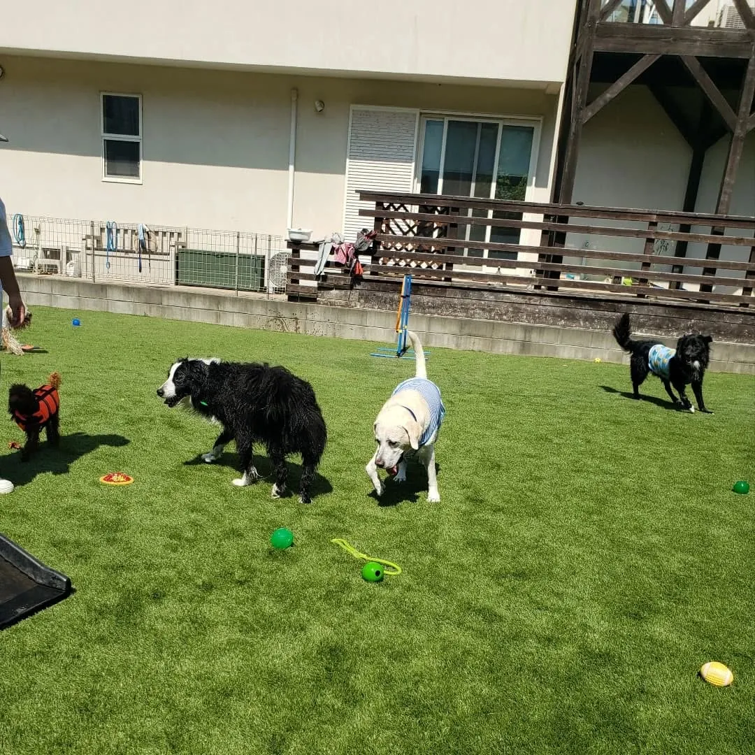 今回のわんこ会は暑いのでプールでお水遊びしながらランで遊びま...