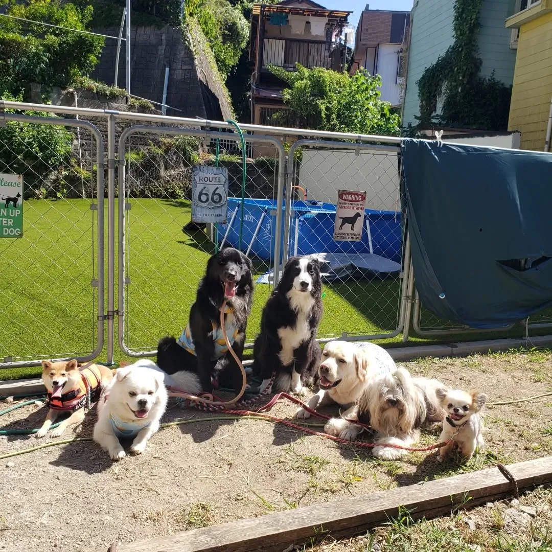 午前中はプール入ってランで遊んだわんこさん♥️