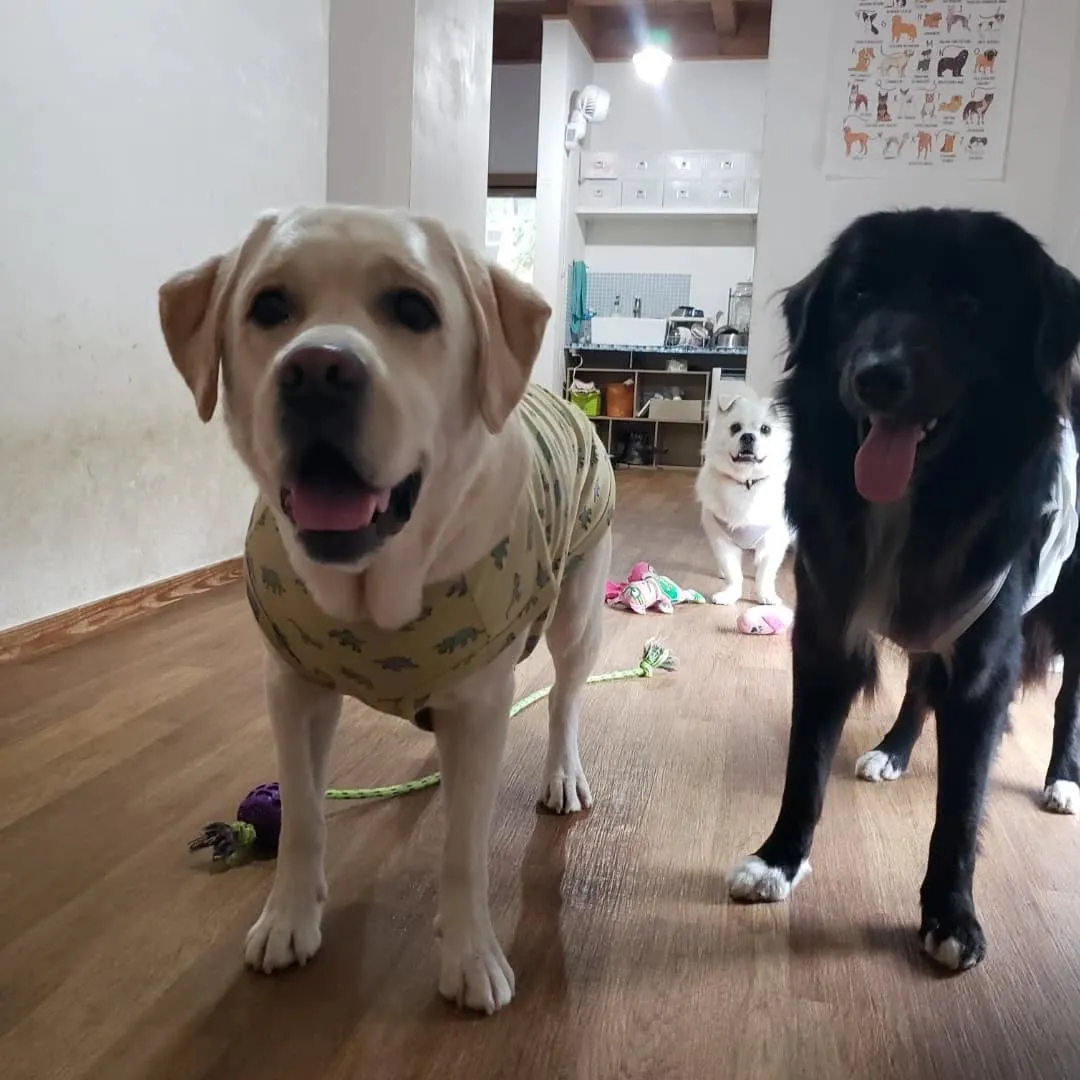 朝から台風で大雨が降っています。