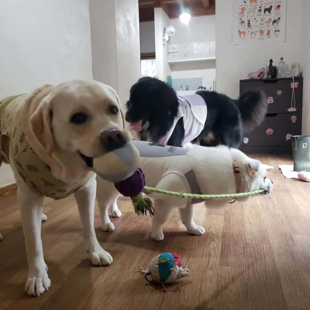 朝から台風で大雨が降っています。